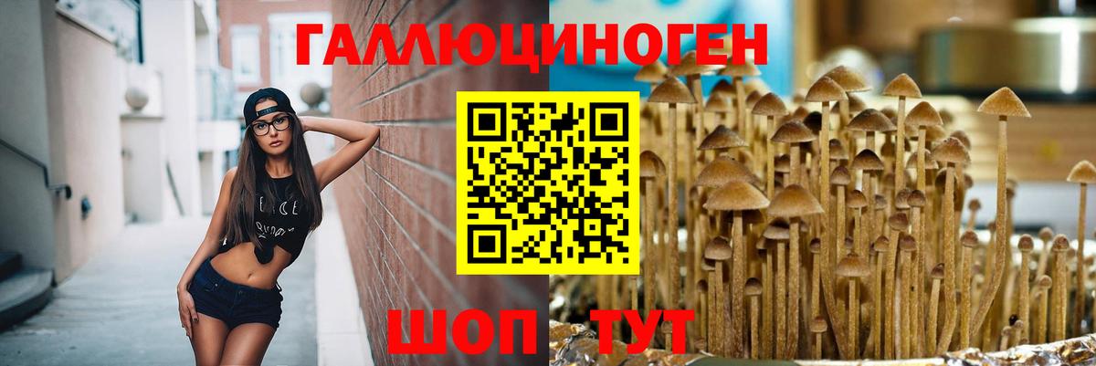 Курчатов  Псилоцибиновые грибы прущие грибы  Вход с VPN 